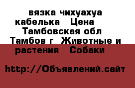 вязка чихуахуа кабелька › Цена ­ 1 - Тамбовская обл., Тамбов г. Животные и растения » Собаки   